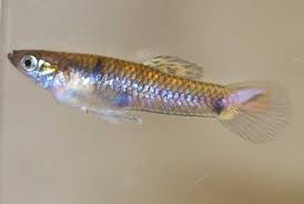 Peces de pequeño tamaño , adecuados para nano acuarios* Images?q=tbn:ANd9GcTnUCQ2REWGNFSi11IOo7U_W0AUjKyIejjSrpU2dwHHRgQ08HYc