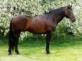Cleveland Bay Horses for Sale &amp; Horse Breed Classifieds