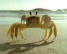 Sartre's Crabs « red
