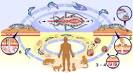 A <b>doença</b> possui uma fase <b>aguda</b>