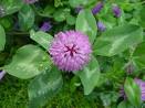Vermont State Flower