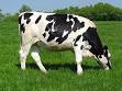Holstein cattle - Wikipedia, the free encyclopedia