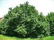 Hazel - Wikipedia, the free encyclopedia