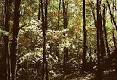 Deciduous Forest Biome
