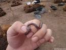 I found a baby snake! » sixthseal.