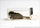 Goodbye: Dusky Seaside Sparrow | This Scientific Life