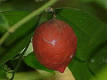 <b>Hippocrateaceae</b>