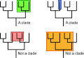 Evolution 101: Understanding Phylogenies