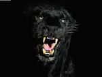 Image Pantera negra wallpaper Picture