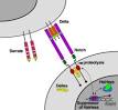 Cell signaling - Wikipedia, the free encyclopedia