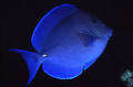 FLMNH Ichthyology Department: Blue Tang