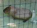 Mrs. Jones - Brandywine Zoo Animal Printouts and Photos
