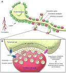 JCI - Anticonvulsant effects of leptin in epilepsy