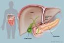 The Gallbladder (Human Anatomy): Picture, Definition, Function ...