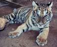 More Than 15000 Animals Saved : The Humane Society of the United ...
