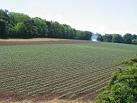 NT4676 : Potato field - via Daymix
