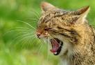 looks like a domestic cat, - via Daymix