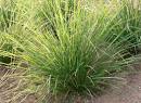 vetiver