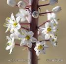 <b>Urginea</b> maritima