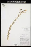 Image result for Menodoropsis longiflora