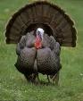 Wild Turkey - Wikipedia, the free encyclopedia