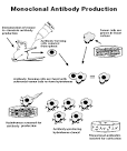 of <b>monoclonal antibody</b>