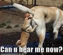 http://2.bp.blogspot.com/-OpafcJCrq6I/TeHzzBHxb1I/AAAAAAAAA4g/VQp_9Zgkt1k/s1600/loldog-funny-dog-pictures.jpg
