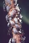 Aphid Control with Ladybugs - Natural Aphid Control