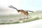 The smallest animal in the
