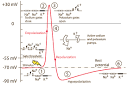 Action Potentials