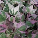 <b>Ipomoea batatas</b> 'Pink Frost'