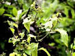 Solanaceae (Nightshade Family)