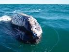 Aquarium of the Pacific | Online Learning Center | Eastern Pacific ...