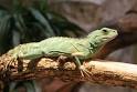 Chinese Water Dragon Pictures