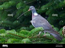 Attēlu rezultāti vaicājumam “Columba palumbus adult”