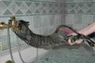 How To Bathe a Cat