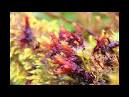 History of Plant Systematics