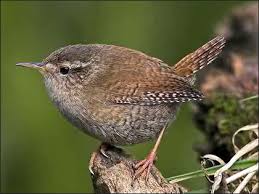 images?q=tbn:ANd9GcTpT_psO_NVDpOSWFJkJwHKKG3UDjol4IlgIYRfp727FJWtBTyrqg