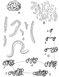 File:<b>Bacteriology</b> 20.png