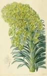 Angiosperm families - Euphorbiaceae Juss.