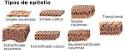 <b>Epitelio</b>