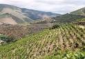 The Douro revolution Part 10: Quinta de Napoles