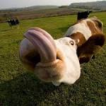 Tongue Trivia - Tapping into the Terrific Talents of the Cow's Tongue