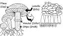 Basidiomycetes