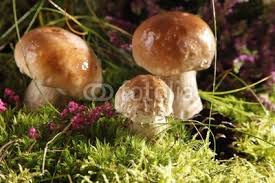 Mushrooms von Anna Bobrowska, lizenzfreies Foto #25770166 auf Fotolia.