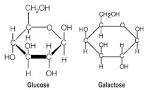 Glucose and <b>galactose</b>.
