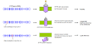 Cystic Fibrosis - Gene mutations and CFTR protein