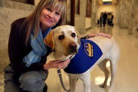 At the Snohomish County Courthouse, child interview specialist Gina Coslett of Dawson Place shows off Harper Lea, a 2-year-old lab trained to comfort ... - dog-for-abused-childrens-home