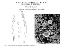 Image result for Streptotinia