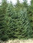 File:<b>Picea</b> omorika0.jpg